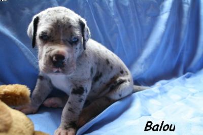 Balou Vom Haus Heinbach