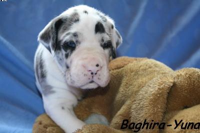 Baghira-juna Vom Haus Heinbach