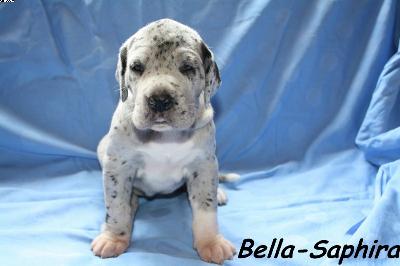 Bella-saphira Vom Haus Heinbach