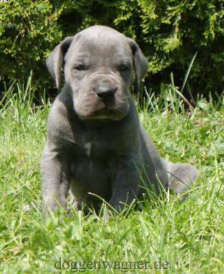 Mekoh Vom Hause Wagner