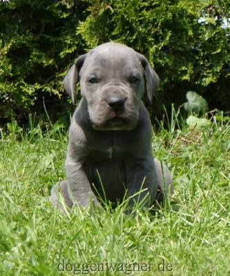 Mekoh Vom Hause Wagner