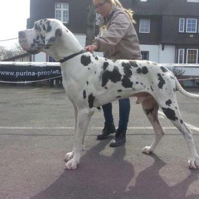 Beowulf Von Schlesien