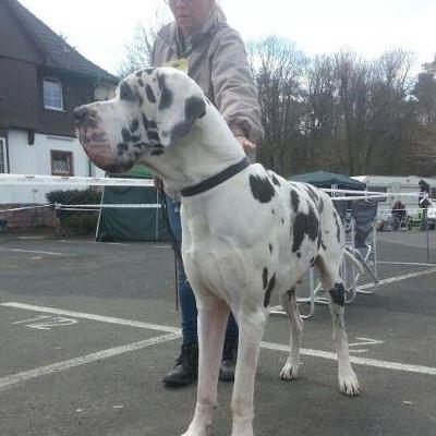 Beowulf Von Schlesien