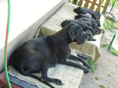 Wind Of Change Vom Mephisto