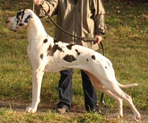 Amelli-leni Singularis