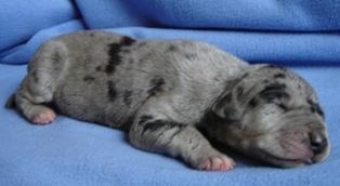 Jamiro Vom Cabellahof