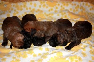 Gibo Bocca D�tigre