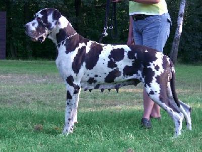 Tonica Remedia Vom Mephisto