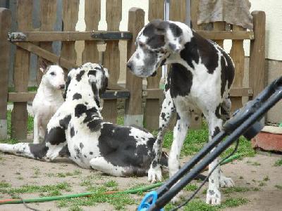 Tonica Remedia Vom Mephisto