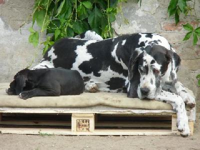 Tonica Remedia Vom Mephisto