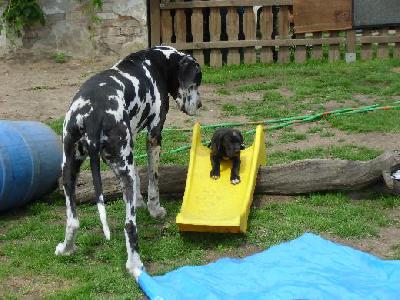 Tonica Remedia Vom Mephisto