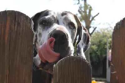 Tonica Remedia Vom Mephisto