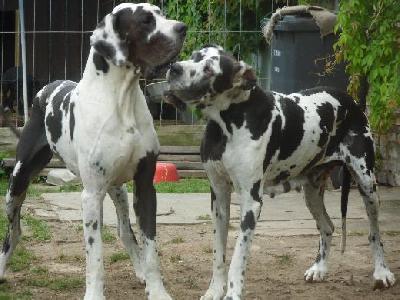 Tonica Remedia Vom Mephisto