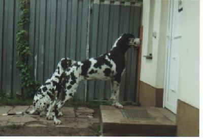 Tonica Remedia Vom Mephisto