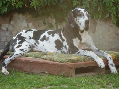 Tonica Remedia Vom Mephisto