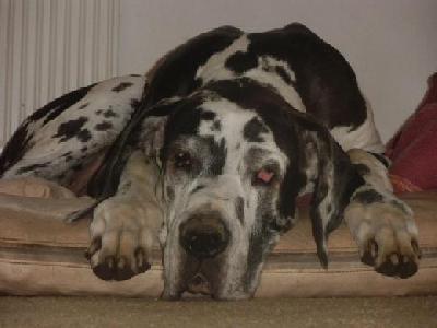 Tonica Remedia Vom Mephisto