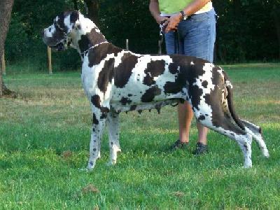 Tonica Remedia Vom Mephisto