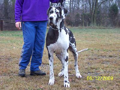 Tonica Remedia Vom Mephisto