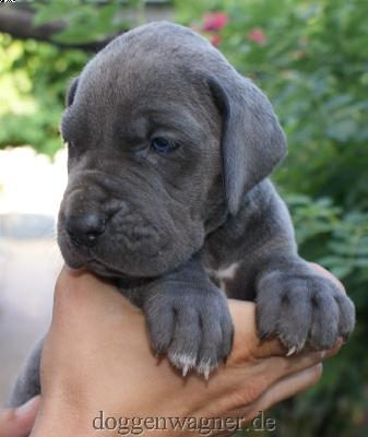 Neptun Vom Hause Wagner