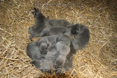 Nikita Vom Hause Wagner