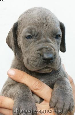 Nikita Vom Hause Wagner