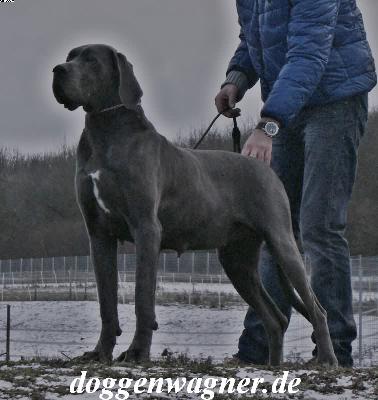 Nikita Vom Hause Wagner