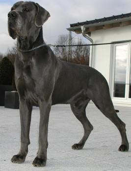 Balou Vom Hause Schleicher