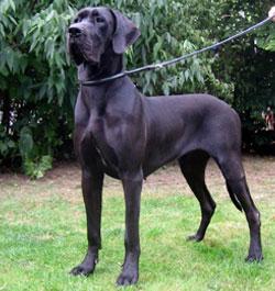 Queen Von Blue Ground