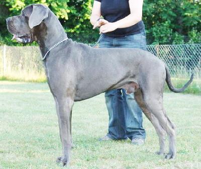 Zamiro Von Blue Ground