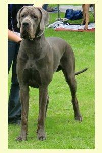 Zamiro Von Blue Ground