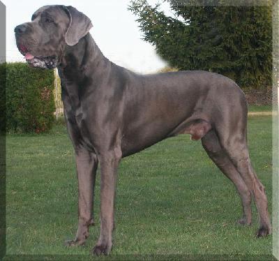 Zamiro Von Blue Ground