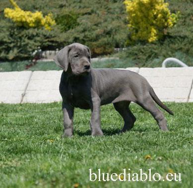 Berlin Of Blue Diablo