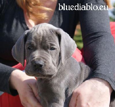 Berlin Of Blue Diablo