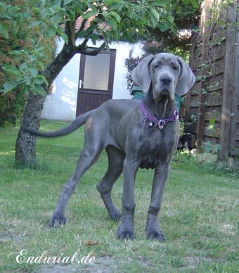 Berlin Of Blue Diablo