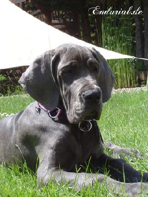 Berlin Of Blue Diablo