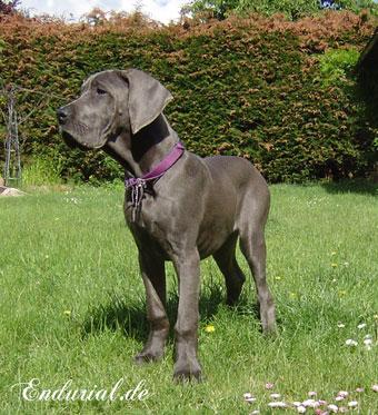 Berlin Of Blue Diablo