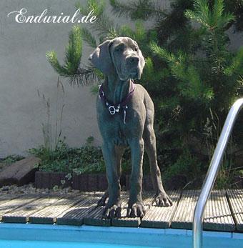 Berlin Of Blue Diablo