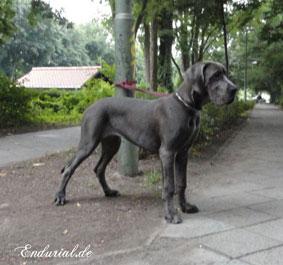 Berlin Of Blue Diablo