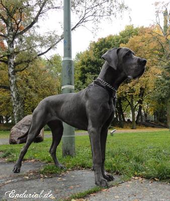 Berlin Of Blue Diablo