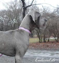 Berlin Of Blue Diablo