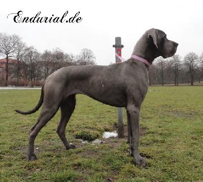 Berlin Of Blue Diablo