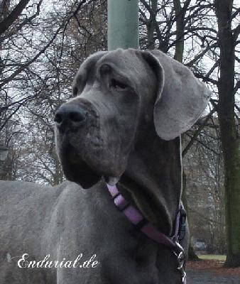 Berlin Of Blue Diablo