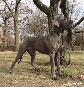 Berlin Of Blue Diablo