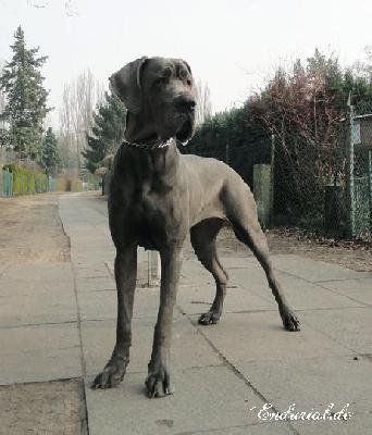 Berlin Of Blue Diablo