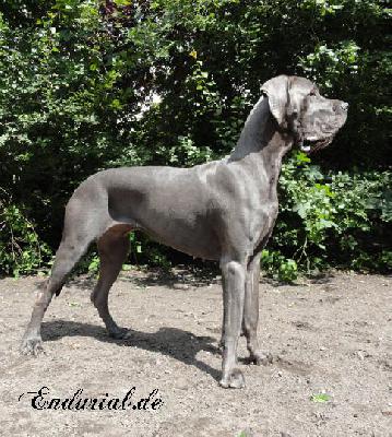 Berlin Of Blue Diablo