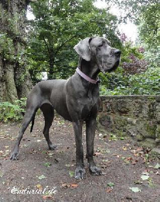 Berlin Of Blue Diablo