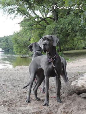 Berlin Of Blue Diablo