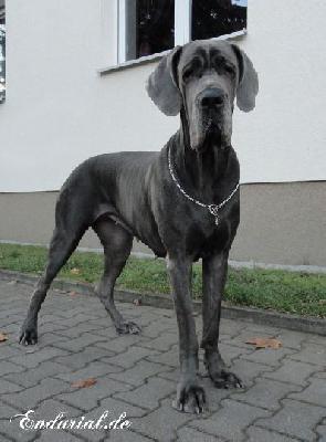 Berlin Of Blue Diablo