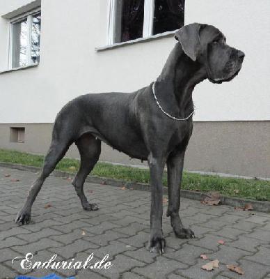 Berlin Of Blue Diablo