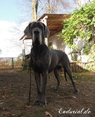 Berlin Of Blue Diablo